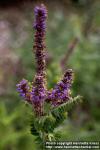 Photo: Amorpha canescens 1.