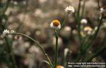 Photo: Ammobium alatum.