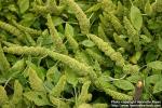 Photo: Amaranthus caudatus 2.