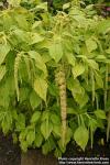 Photo: Amaranthus caudatus 3.