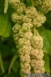 Photo: Amaranthus caudatus 4.