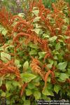 Photo: Amaranthus cruentus.