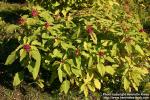 Photo: Amaranthus caudatus 5.