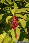 Photo: Amaranthus caudatus 6.