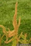 Photo: Amaranthus caudatus 8.