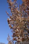 Photo: Amelanchier laevis.