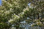 Photo: Amelanchier lamarckii 1.