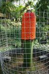 Photo: Amorphophallus titanum 2.