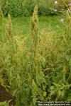 Photo: Amaranthus hybridus 1.