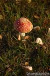 Photo: Amanita muscaria 2.