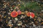 Photo: Amanita muscaria 4.