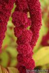 Photo: Amaranthus caudatus 11.