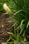 Photo: Amianthium muscitoxicum 1.