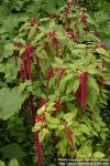 Photo: Amaranthus caudatus 12.