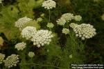 Photo: Ammi visnaga 5.