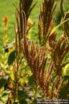 Photo: Amaranthus hypochondriacus 1.