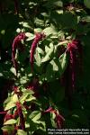 Photo: Amaranthus caudatus 15.