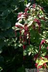 Photo: Amaranthus caudatus 16.