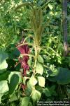 Photo: Amaranthus hypochondriacus 3.