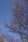 Photo: Amelanchier laevis 6.