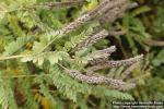 Photo: Amorpha canescens 7.