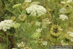 Photo: Ammi visnaga 14.