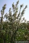 Photo: Amelanchier laevis 12.