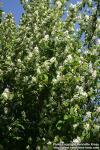 Photo: Amelanchier alnifolia 0.