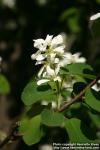 Photo: Amelanchier alnifolia 1.