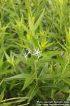 Photo: Amsonia tabernaemontana 2.