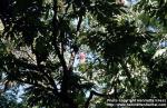 Photo: Amherstia nobilis 2.