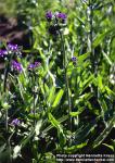 Photo: Anchusa officinalis 3.