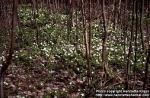 Photo: Anemone nemorosa 1.