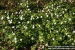 Photo: Anemone nemorosa 10.