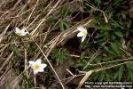 Photo: Anemone nemorosa 2.