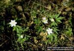 Photo: Anemone nemorosa 3.