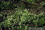 Photo: Anemone nemorosa 4.