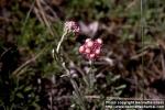 Photo: Antennaria dioica 1.