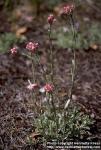 Photo: Antennaria dioica.