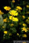 Photo: Anthemis tinctoria 1.