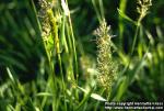 Photo: Anthoxanthum odoratum 1.