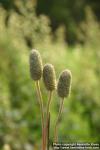 Photo: Anemone cylindrica 1.