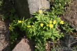 Photo: Anemone ranunculoides 2.