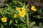 Photo: Anemone ranunculoides 3.