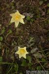 Photo: Pulsatilla flavescens.