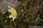 Photo: Pulsatilla flavescens 1.