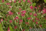 Photo: Antennaria dioica 2.