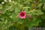 Photo: Anisodontea 1.