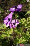 Photo: Anemone coronaria.