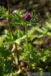 Photo: Anemone coronaria 3.